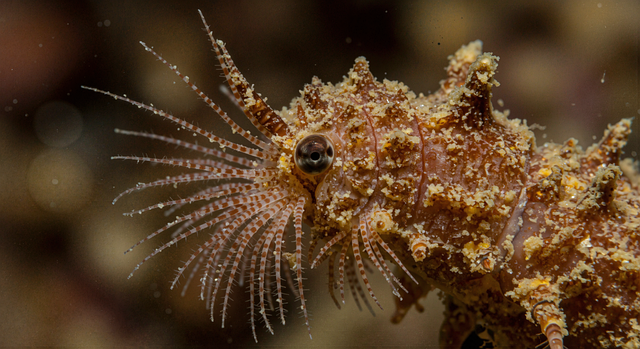 Free ai generated underwater animal illustration