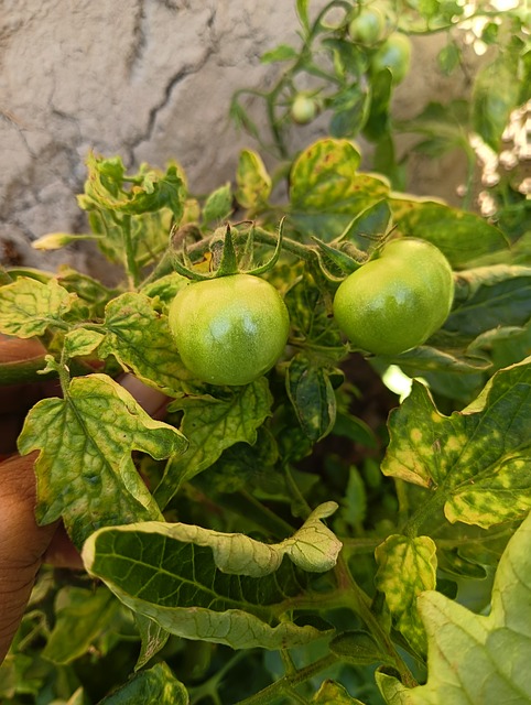 Free Farming Nature photo and picture