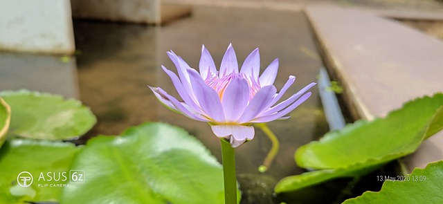 Pygmæ Åkande, Blomst, Indien, Natur