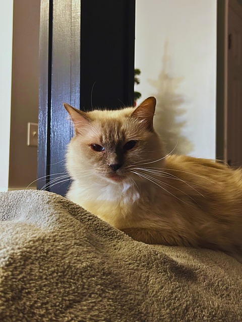 Gato Ragdoll, Ragdoll, Gato