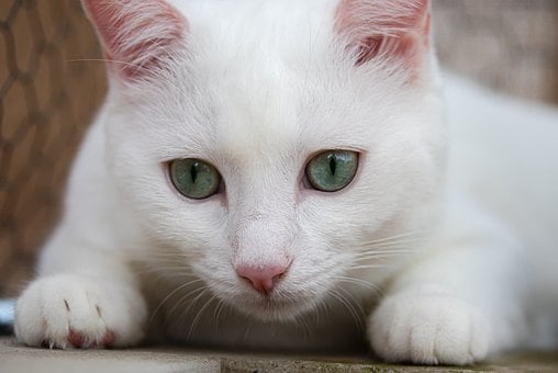 Kat, Dyr, Pattedyr, Hvid Kat, Feline