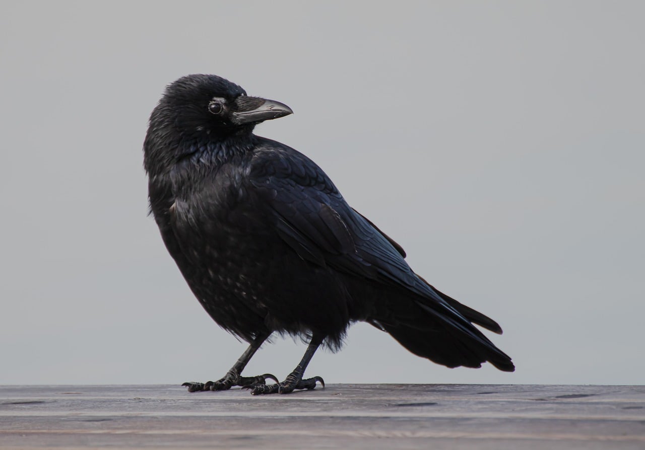 Crow Bird Animal - Free photo on Pixabay
