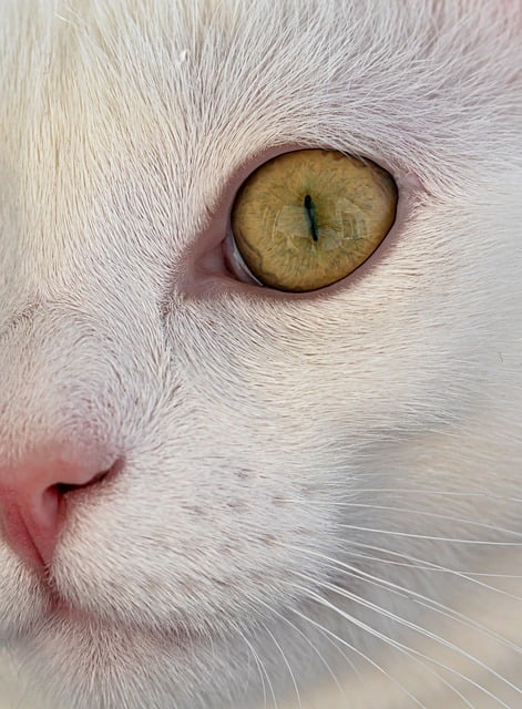 Kat, Whiskers, Natur, Husdyr, Huskat