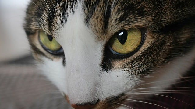 Free Cat Animal photo and picture