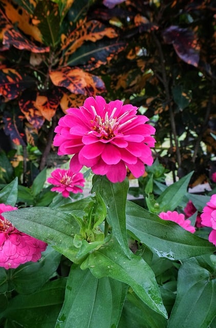 Free Pink Rose photo and picture
