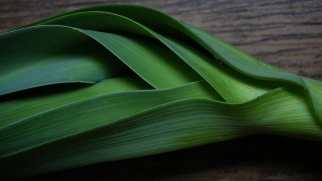 Free Allium Garlic photo and picture