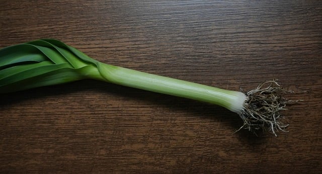 Free Source Roots photo and picture