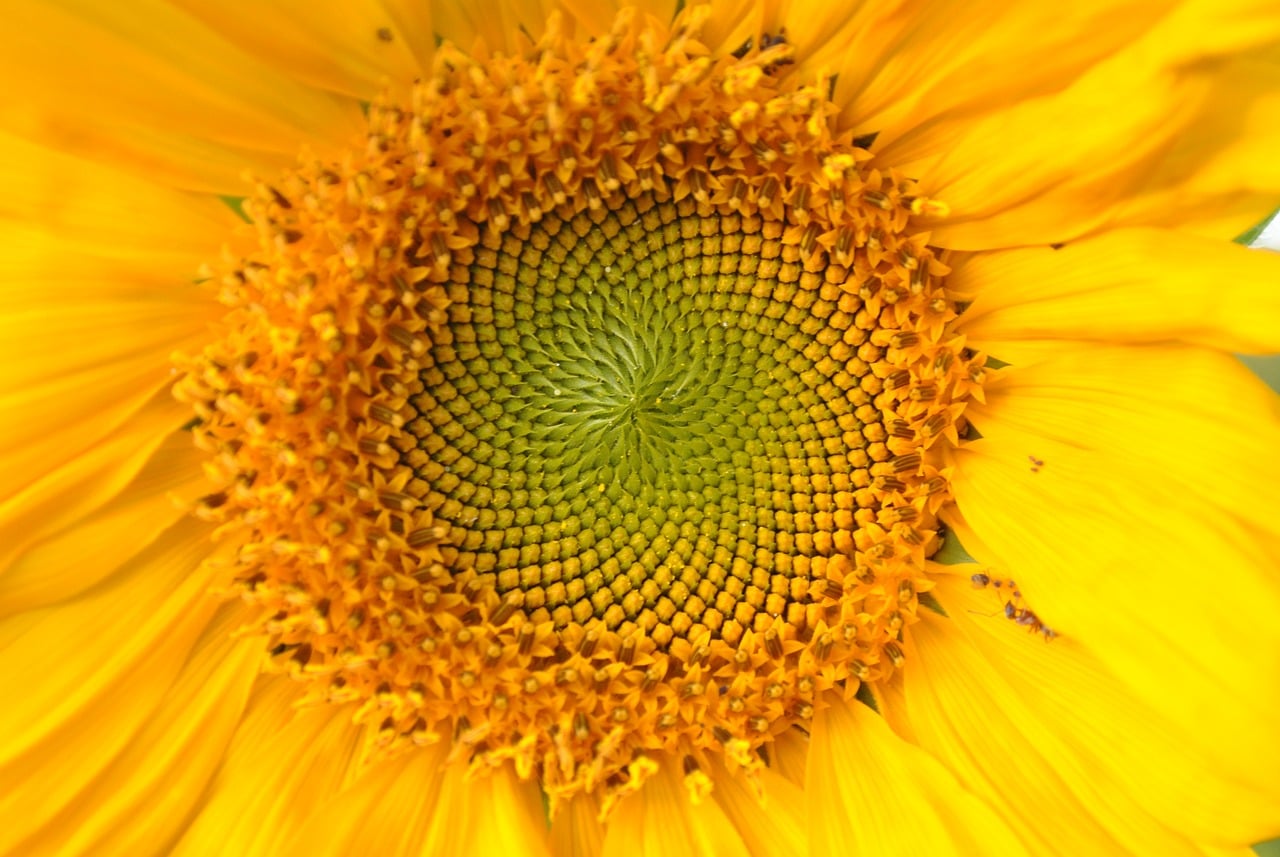 Sunflower Flower Yellow - Free photo on Pixabay