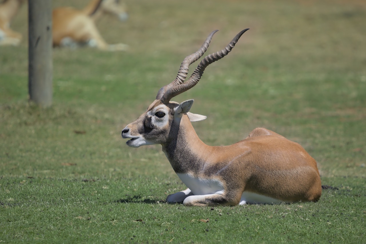 Waterbuck Antelope Animal - Free photo on Pixabay
