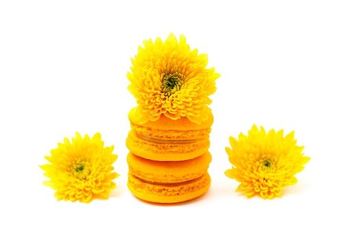 Free Cookie Chocolate photo and picture
