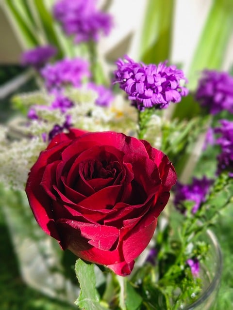 Free Nature Rose photo and picture