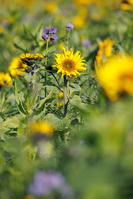 Free Sunflower Sunflower Field photo and picture