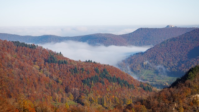 Free Forest Fog photo and picture