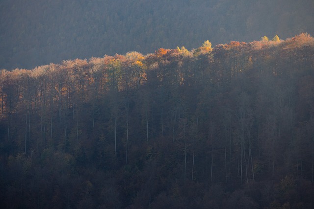 Free Forest Fall photo and picture