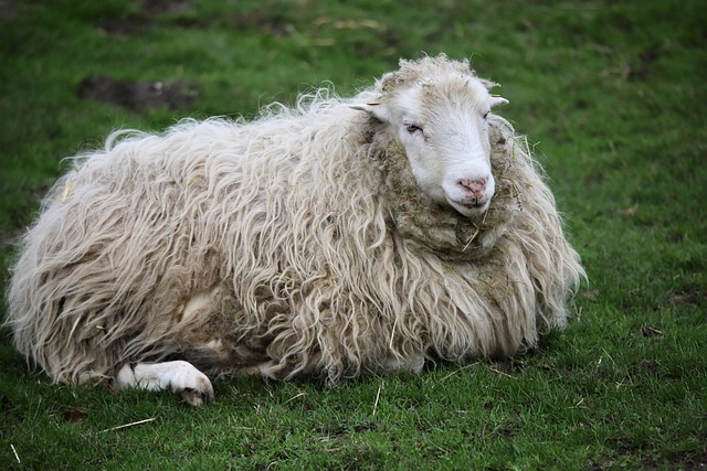 Sheep Ruminant Wool - Free photo on Pixabay