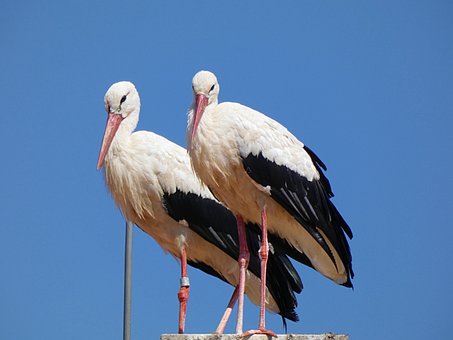 Free Storks Birds photo and picture