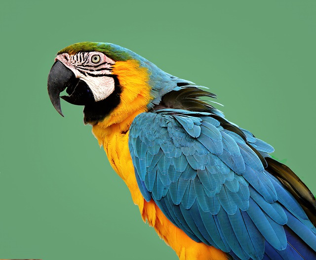 Papagei, Vogel, Tier, Bunt