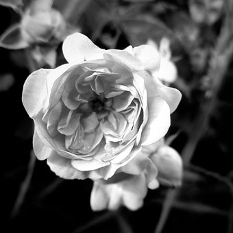 Blume, Romantisch, Liebe, Erinnerung