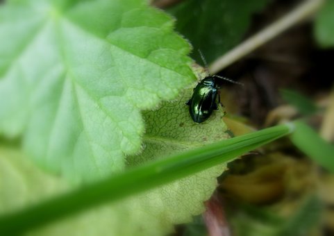 Insekt, Käfer, Natur, Blatt, Garten