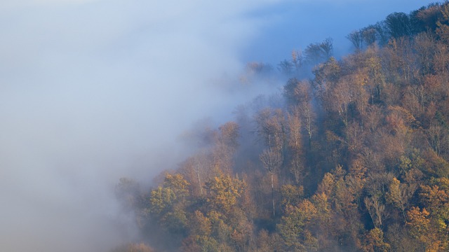 Free Fog Forest photo and picture