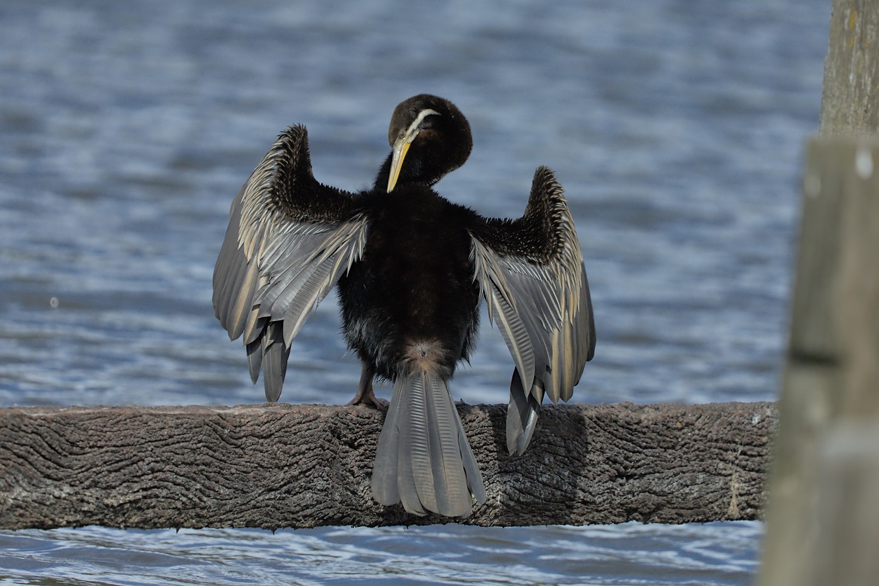 Darter Bird Animal - Free photo on Pixabay