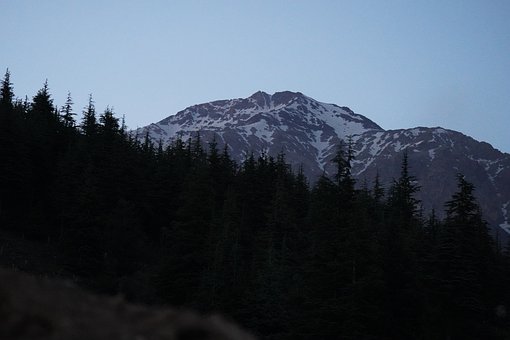 Free Forest Landscape ai generated image and illustration
