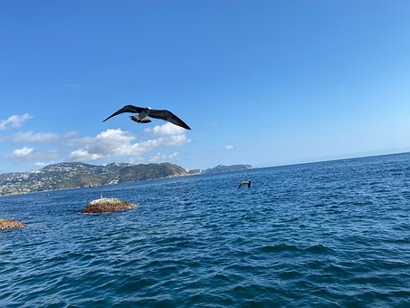 Möwe, Natur, Vogel, Tier, Fliegen, Meer