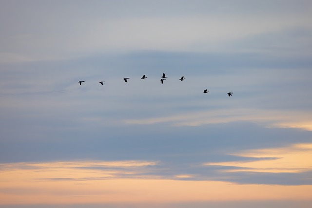 Free Egyptian Geese Birds photo and picture