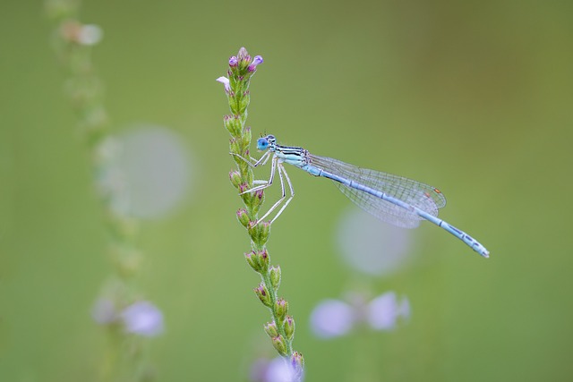 Free Dragonfly Macro photo and picture