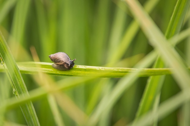 Free Snail Amber Snail photo and picture