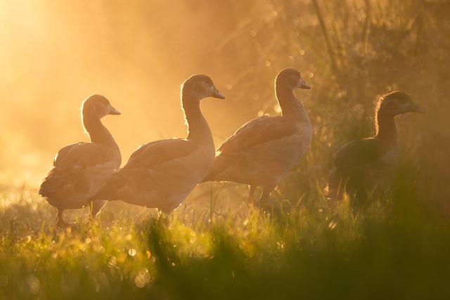 Free Egyptian Geese Geese photo and picture