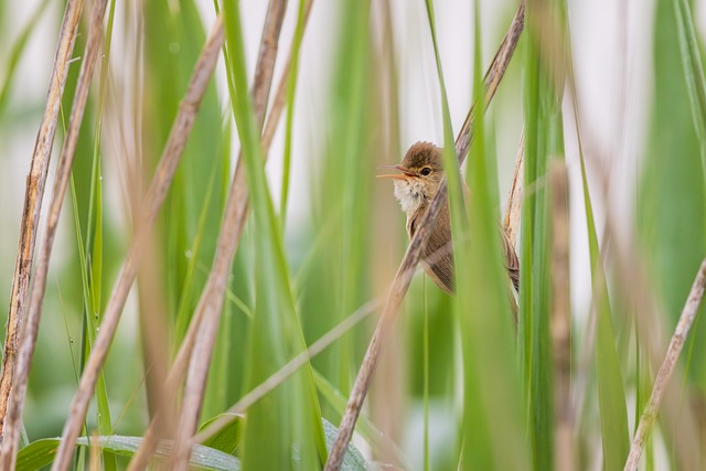 Free Marsh Warbler Bird photo and picture