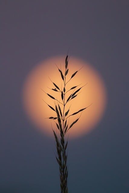 Free Grain Moon photo and picture