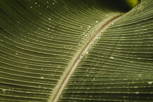 Free Palm Tropical photo and picture
