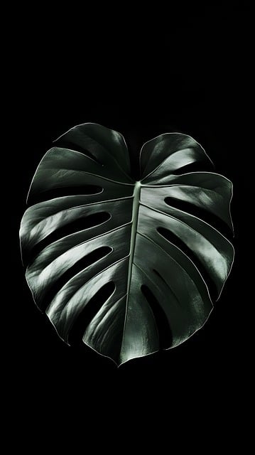 Free monstera leaf plant illustration