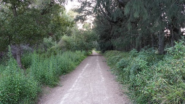 Free Forest Path photo and picture