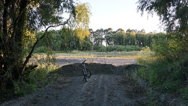 Free Forest Nature photo and picture