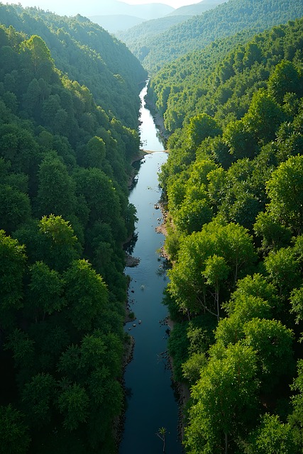 Natur, Wald, Landschaft, Bäume, Feld