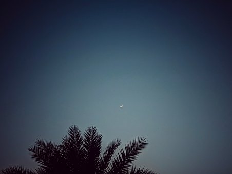 Free Palm Tree Nature photo and picture
