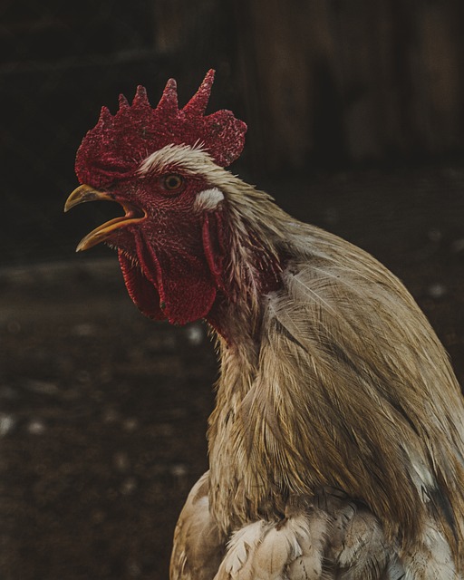 Cock, Gård, Mark, Landdistrikterne