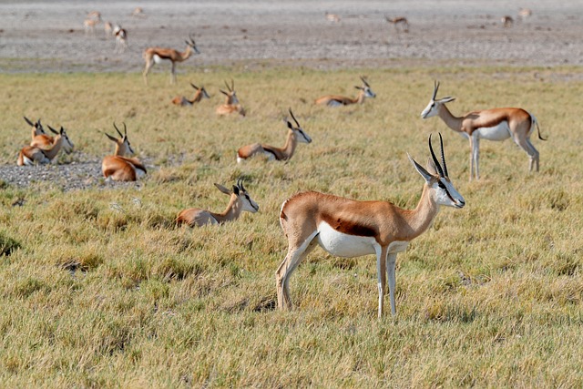 Springbok Springbuck Antilope Photo Gratuite Sur Pixabay