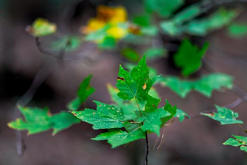 Free Green Plant photo and picture