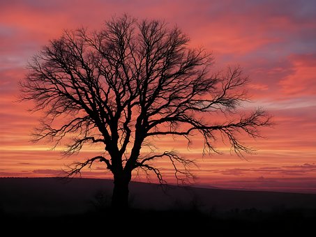 Árbol, Paisaje, Naturaleza, Atardecer
