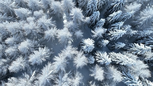 Деревья, Лес, Снег, Альпы, Горы, Утро