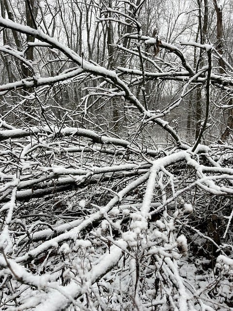 Free Winter Cold photo and picture