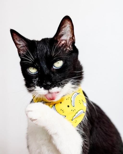 Free Ai Generated Cat photo and picture