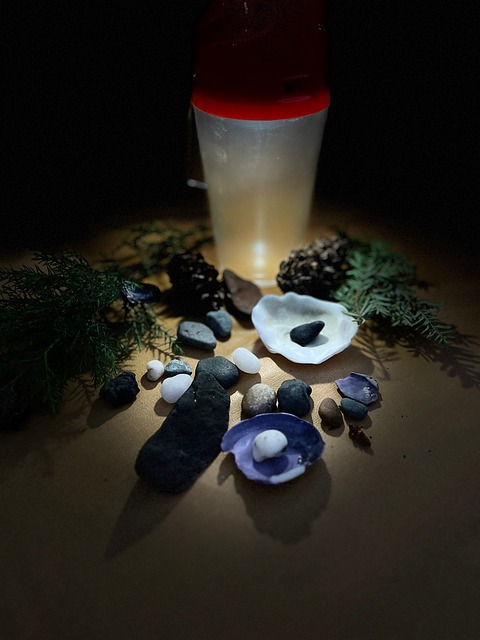 Free Lantern Shells photo and picture