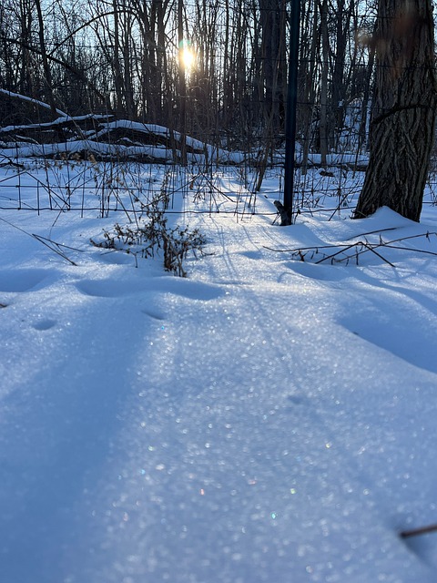 Free Winter Snow photo and picture