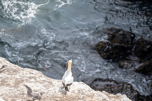 Free Bird Nature photo and picture