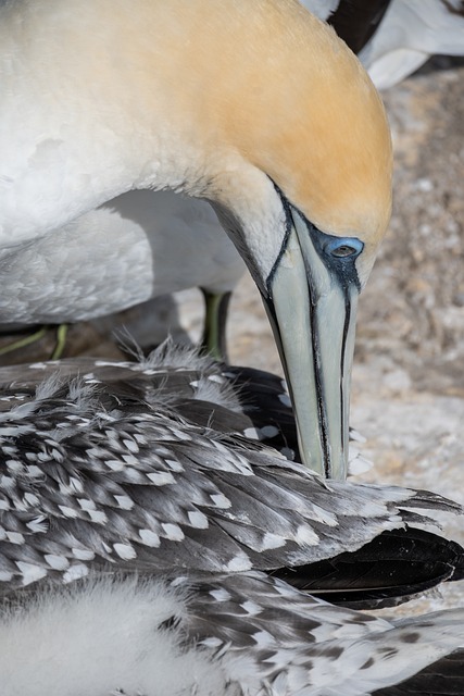 Free Gannet Nature photo and picture